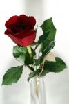 Rose zum Valentinstag