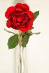 Valentinstag Rose No. 2