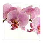 Orchidee - Var 1