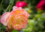 Rose 3-farbig