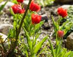 Tulpen im Steingarten