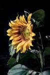sunflower / Sonnenblume