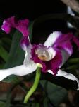 bewohnte Orchidee