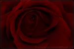 Dark red Rose of Love