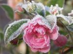 Rose - der erste Frost