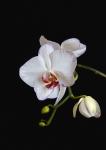 fast weiße Orchidee