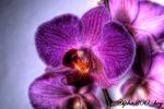 Orchidee HDR