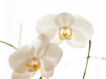 orchide2