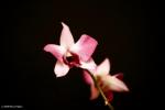 Orchid, lila