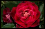 Red Rose Macro 2008