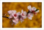 Mandelblüte in Gimmeldingen (4)