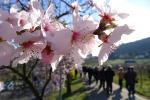 Mandelblütenfest in Gimmeldingen (09)