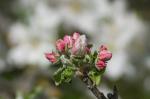 Apfelblüte(?) in Gerlingen
