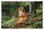 Toter Baum - Der Stumpf