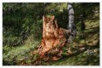 toter Baum - Der Stumpf (ohne Nachschärfung)