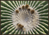 Kaktus abstractus