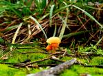 Tribble Mushroom Part 03