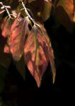 Blätter gegen Licht