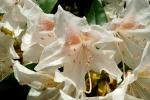 Weiße Rhododendronblüte