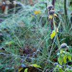 Frostiges Spinnennetz