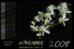 Kalender 2008 - November by webcruiser